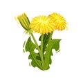 Dandelion with bright yellow flowers and green leaves. Wild plant. Nature and botany theme. Flat vector design
