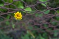 Dandelion bud along rusted fence. Royalty Free Stock Photo