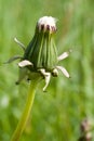 Dandelion bud on blurry background Royalty Free Stock Photo