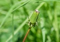 Dandelion bud, close-up. Royalty Free Stock Photo