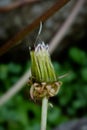 Dandelion bud Royalty Free Stock Photo