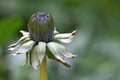 Dandelion - Bud Royalty Free Stock Photo