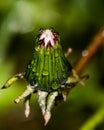 Dandelion bud Royalty Free Stock Photo