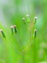 Dandelion Buds