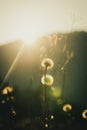 Dandelion bulbs growing in bautiful bright sunlight Royalty Free Stock Photo