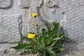 Dandelion bush against the background of a concrete wall