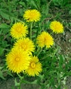 Dandelion bush with yellow flowers and ladybug insect