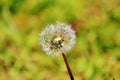 Dandelion Royalty Free Stock Photo