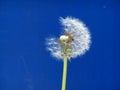 Dandelion captured in time Royalty Free Stock Photo