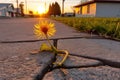 dandelion casting shadow on cracked pavement at sunset