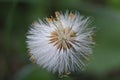 The dandelion ceased to bloom. White parachutes