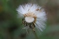 The dandelion ceased to bloom. White parachutes Royalty Free Stock Photo