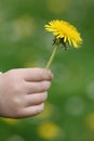 Dandelion in childy hand