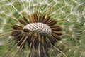 Dandelion clock