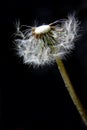 Dandelion clock