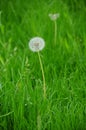 Dandelion clock