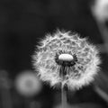 Dandelion Clock Royalty Free Stock Photo
