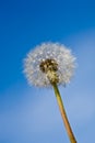 Dandelion clock