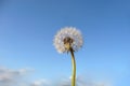 Dandelion Clock