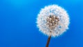 Dandelion blue background