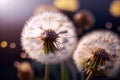 Dandelion clock close up over dark bokeh background.