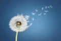 Dandelion clock dispersing seed Royalty Free Stock Photo