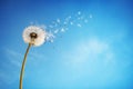 Dandelion clock dispersing seed Royalty Free Stock Photo