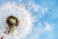 Dandelion clock dispersing seed Royalty Free Stock Photo