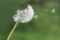 Dandelion clock dispersing seeds Royalty Free Stock Photo