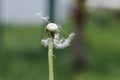 Dandelion clock dispersing seeds Royalty Free Stock Photo