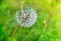 Dandelion clock in grass