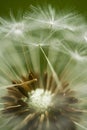 Dandelion clock head