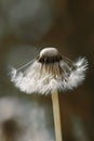 Dandelion clock macro shot. Orange toned