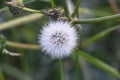 Dandelion clock in morning sun Royalty Free Stock Photo