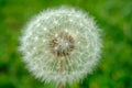 Dandelion clock in morning sun Royalty Free Stock Photo