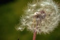 Dandelion clock in morning sun Royalty Free Stock Photo