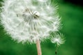 Dandelion clock in morning sun Royalty Free Stock Photo