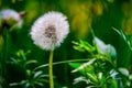 Dandelion clock in the morning sunlight blowing away across a fresh green background Royalty Free Stock Photo