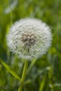 Dandelion Clock Seed head