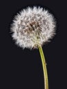 Dandelion clock seedhead on black Royalty Free Stock Photo