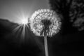A dandelion clock with the sun forming a star behind it with rays and the shadow of a tree in monochrome
