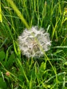 Dandelion Clock - Taraxacum agg, Norfolk, England, UK