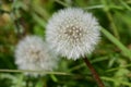 Dandelion Clock - Taraxacum agg, Norfolk, England, UK Royalty Free Stock Photo