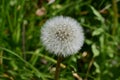 Dandelion Clock - Taraxacum agg, Norfolk, England, UK