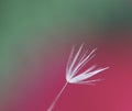 Dandelion clocks heads background images