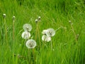 Dandelion clocks in long grass