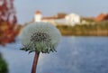 Dandelion close focus