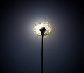 Dandelion close the sun disc Royalty Free Stock Photo