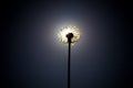 Dandelion close the sun disc