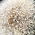 Dandelion Close Up